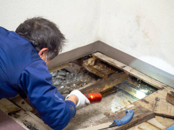 Best Black Mold Remediation in Leavenworth, WA
