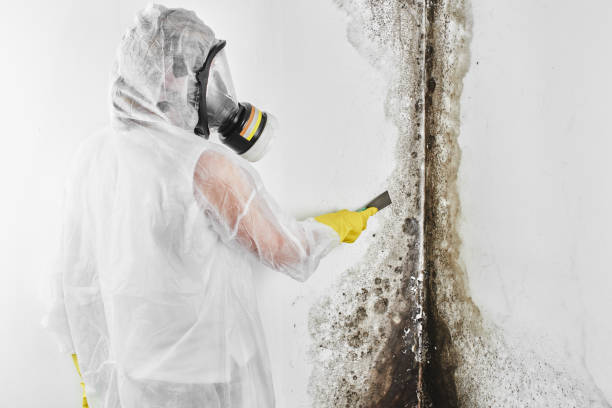 Best Black Mold Remediation in Leavenworth, WA