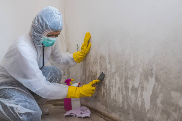 Trusted Leavenworth, WA Mold Remediation Experts