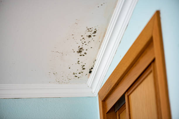 Best Bathroom Mold Remediation in Leavenworth, WA