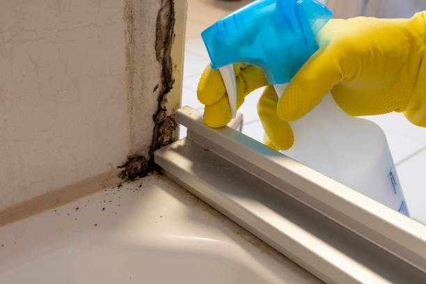Best Basement Mold Remediation in Leavenworth, WA