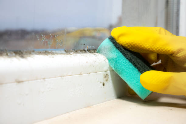 Best Health and Safety Mold Remediation in Leavenworth, WA