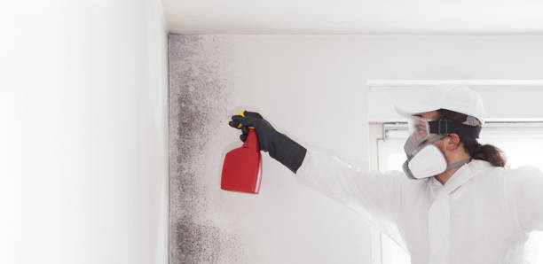 Best Insurance-Related Mold Remediation in Leavenworth, WA