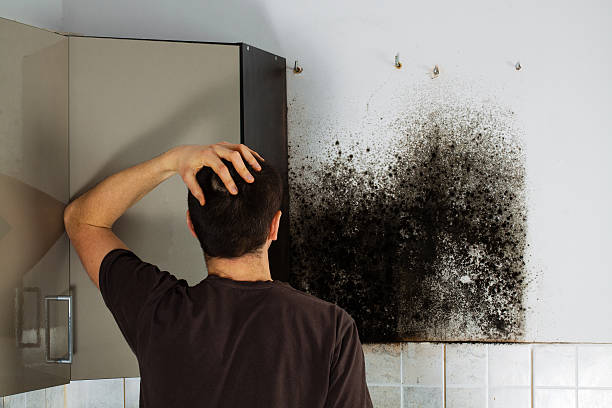 Best Localized Mold Remediation (e.g., coastal areas, humid climates) in Leavenworth, WA