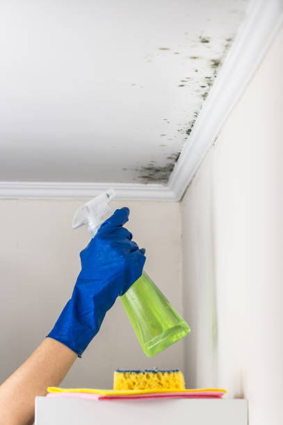 Best DIY Mold Remediation Support Services in Leavenworth, WA